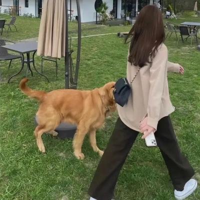 消失的大象
